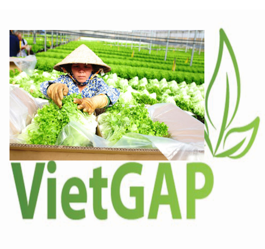 Top 2 mô hình trồng rau sạch Vietgap thông minh nhất